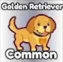 Golden Retriever Common